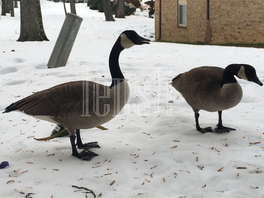 Canadian Geese in Snowy Conditions