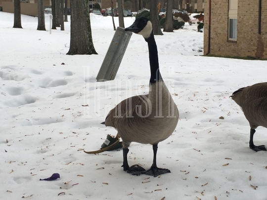Canadian Geese in Snowy Conditions